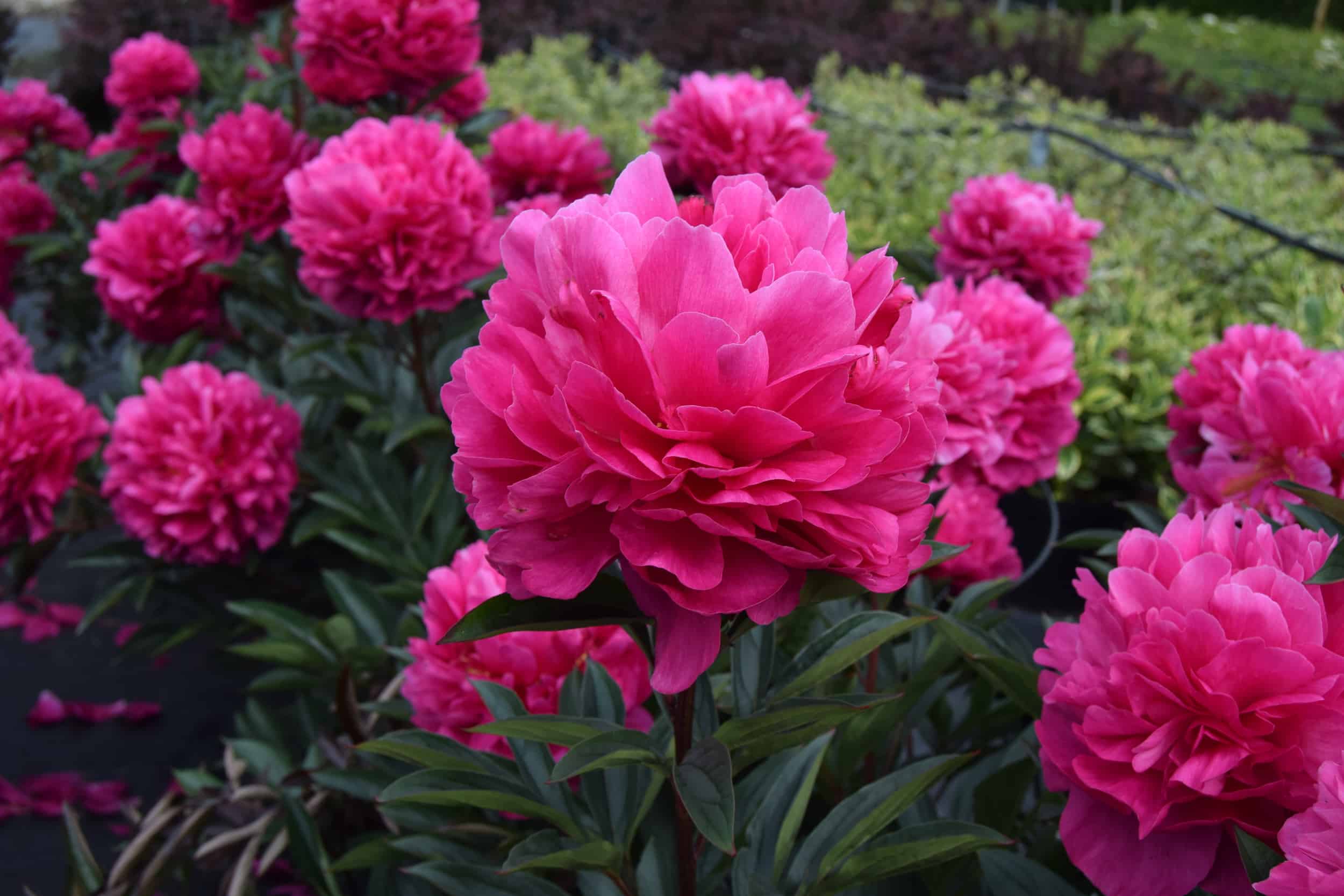 Paeonia lactiflora 'Kansas'